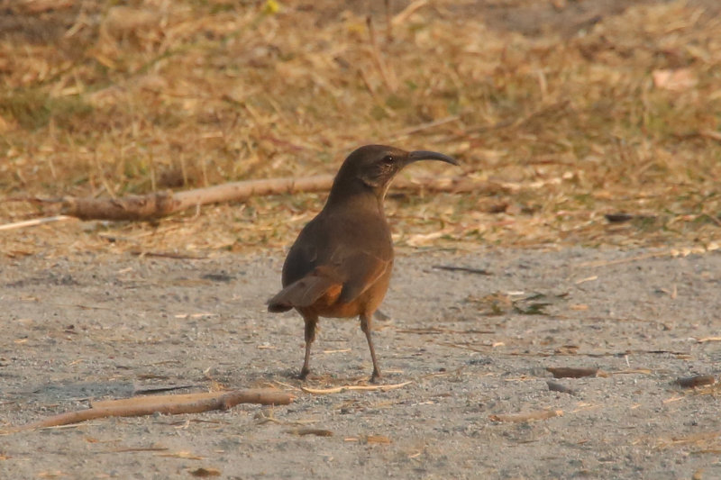 California Thrasher