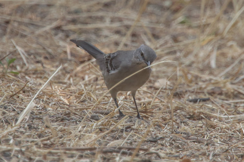 Northern Mockingbird
