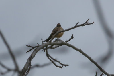 Say's Phoebe