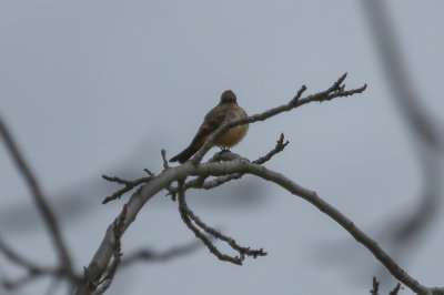 Say's Phoebe