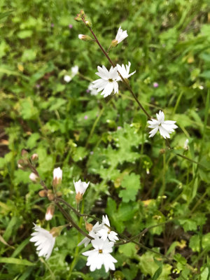 Woodland Star (Lithophragma ssp.)