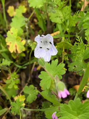 Baby Blue Eyes (Nemophila menziesii)