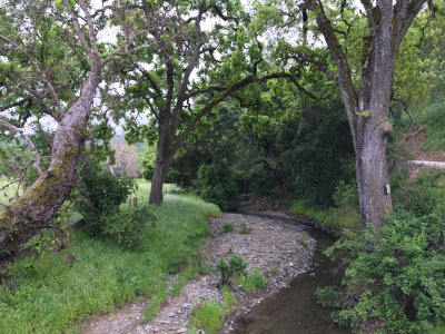 Creek in the East Hills
