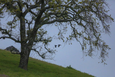 Pair of Common Ravens flying past an oak