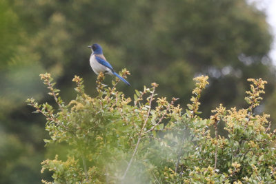 California Scrub-Jay