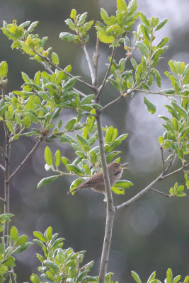 House Wren