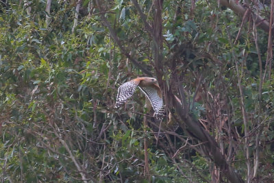 Red-shouldered Hawk