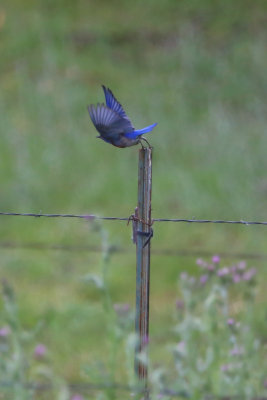 Western Bluebird