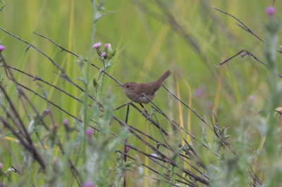 House Wren