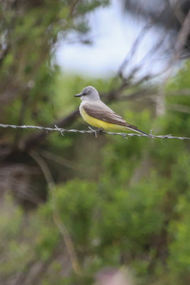 Western Kingbird