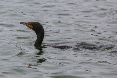 Double-crested Cormorant