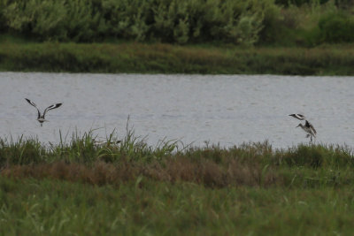 Willets in flight