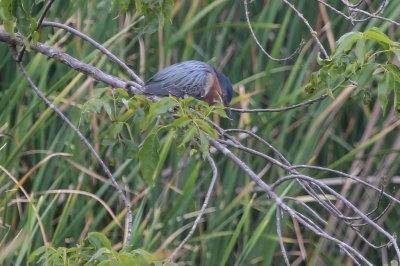 Green Heron