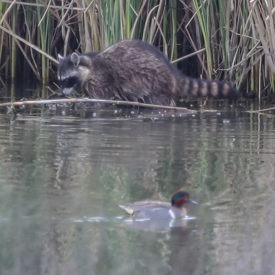 Raccoon and Green-winged Teal