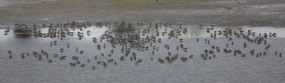 Shorebirds (Western Sandpipers)