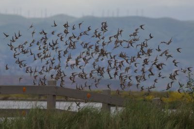 Western Sandpipers in flight)