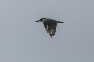 Belted Kingfisher in flight