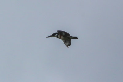Belted Kingfisher
