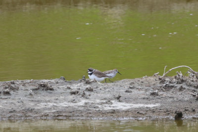 Semipalmated Plover and Western Sandpiper