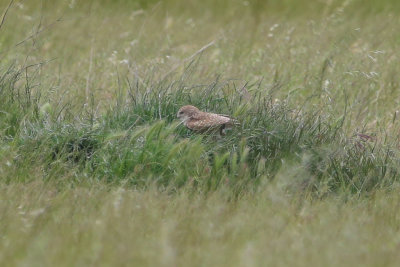 Burrowing Owl