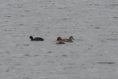 Pair of Redheads and an American Coot