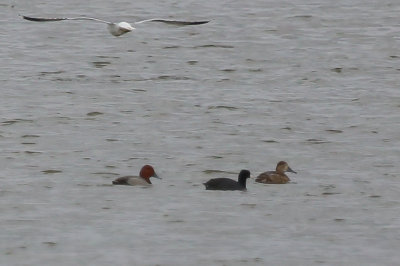 Redheads and Coot and a photobomb by a California Gull