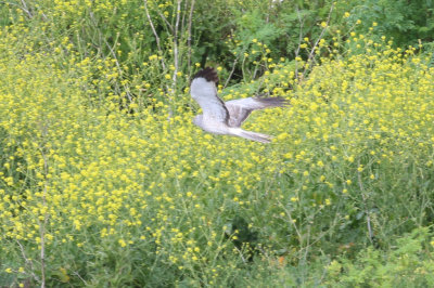 Northern Harrier