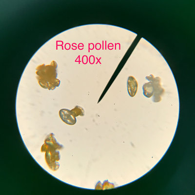 Rose pollen, 400x