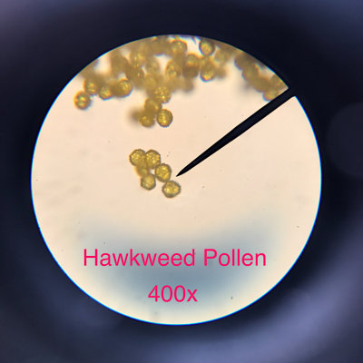 Hawkweed pollen, 400x