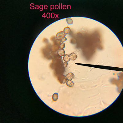 Sage pollen, 400x