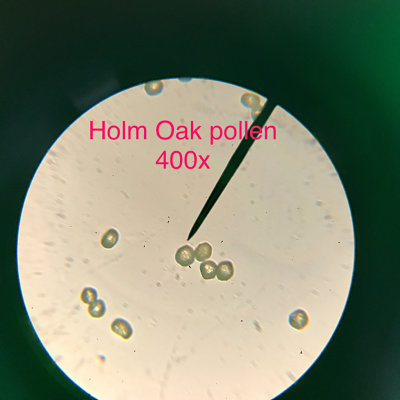 Holm Oak pollen, 400x