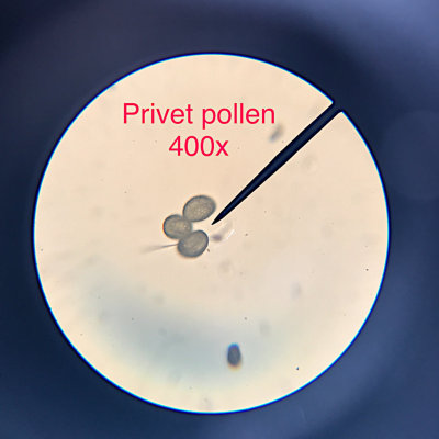 Privet pollen, 400x