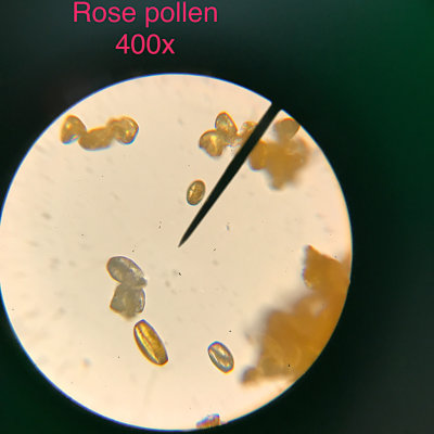 Rose pollen, 400x