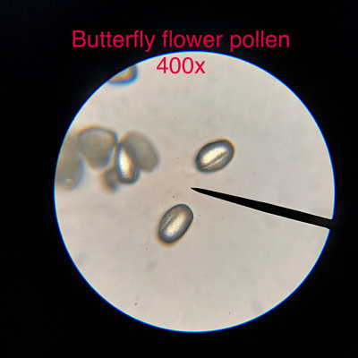 Butterfly flower pollen, 400x