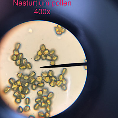 Nasturtium pollen, 400x