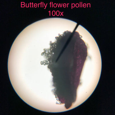 Butterfly flower pollen, 100x