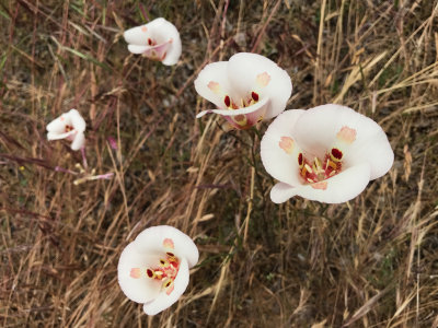 Butterfly Mariposa Lilies (Calochortus venustus)