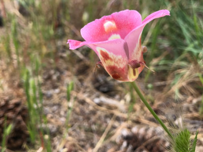 Butterfly Mariposa Lily (Calochortus venustus)