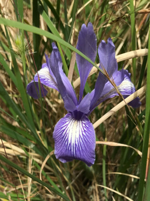 Ground Iris (Iris macrosiphon)