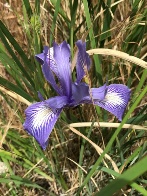 Ground Iris (Iris macrosiphon)