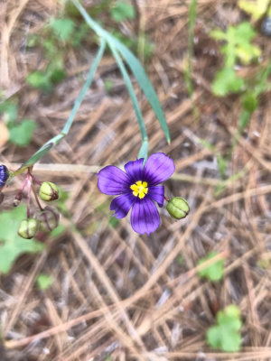 Blue-eyed Grass (Sisyrinchium bellum)