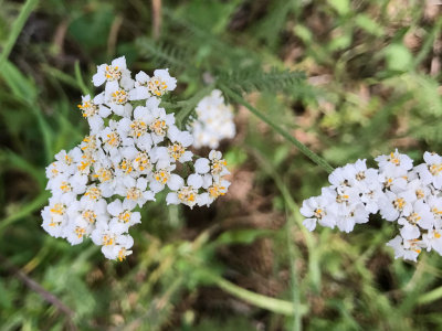 Yarrow