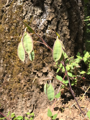 Fairy Lanterns seed pods