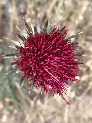 Red Thistle (Cirsium occidentale)
