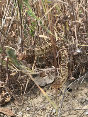 Gopher Snake