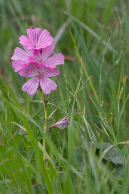 Checker Mallow (Sidalcea malvaeflora)