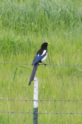 Yellow-billed Magpie on fence