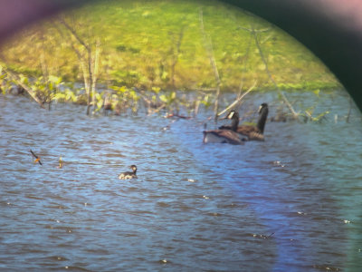 Canada Geese with Horned/Eared Grebe