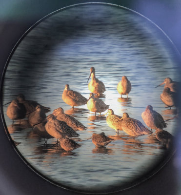 Godwits and Dowitchers