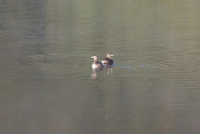 Pied-billed Grebes on Almaden Reservoir